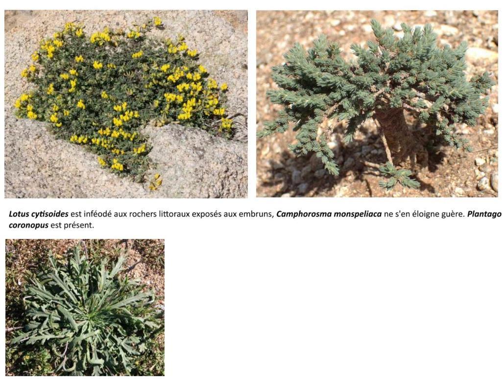 Apiflore Garéoult Dış mekan fotoğraf