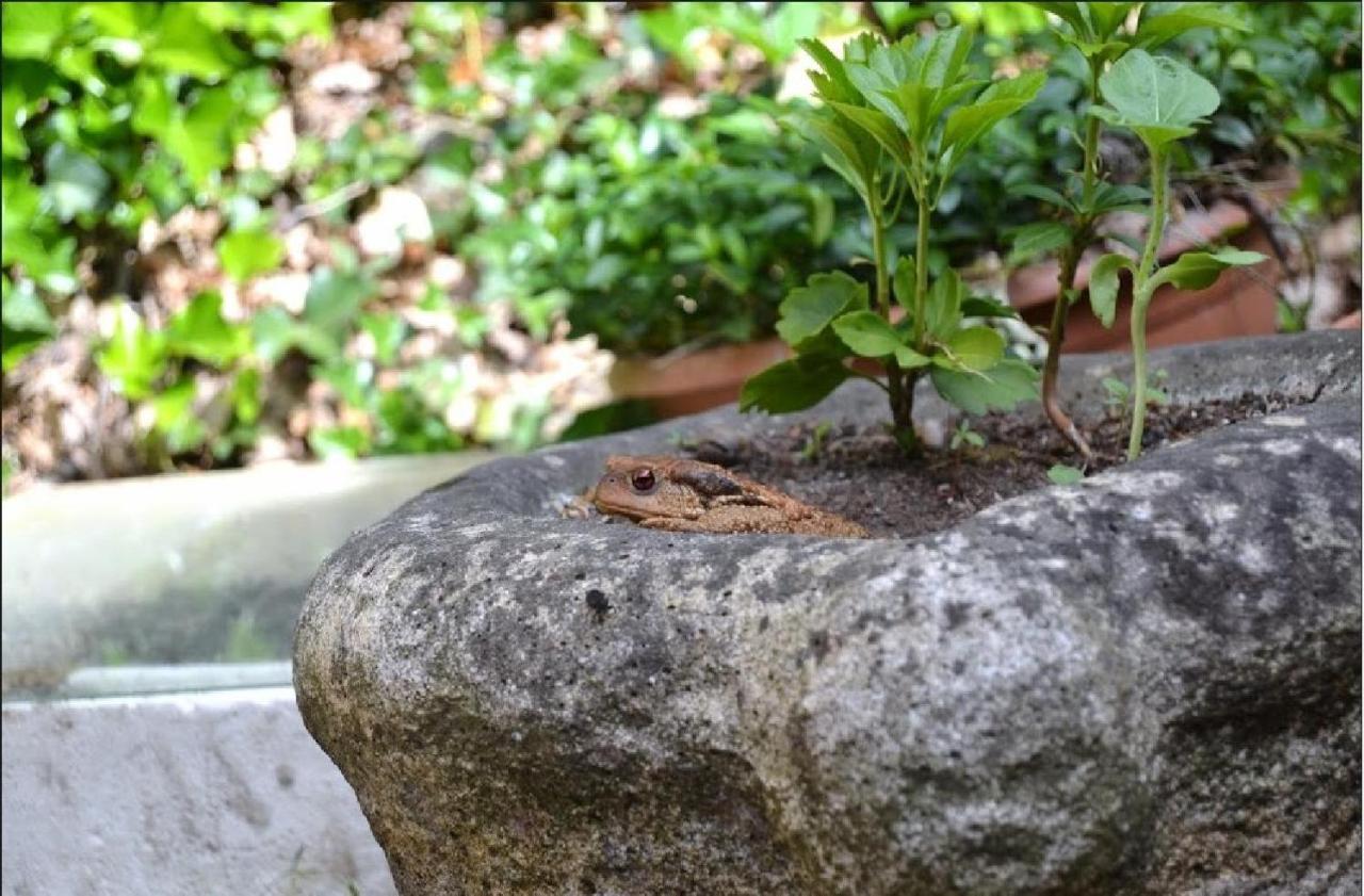 Apiflore Garéoult Dış mekan fotoğraf